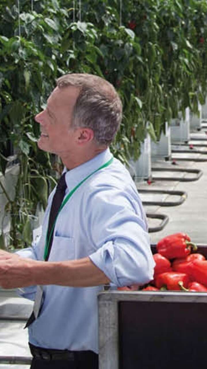 Pepper harvest
