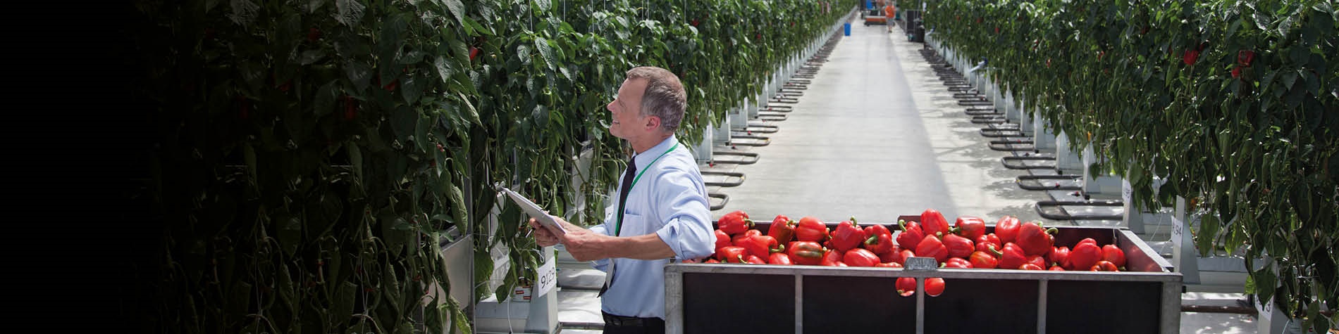 Pepper harvest